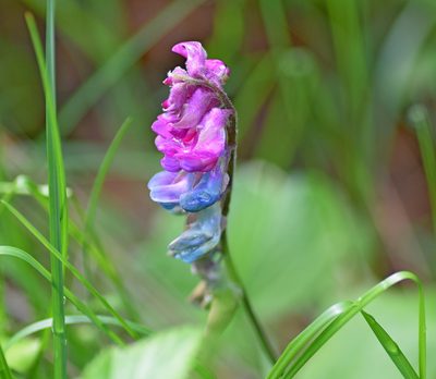 Lathyrus venetus, photographed by Kostas Zontanos