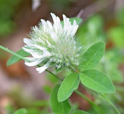 Trifolium pignantii, photographed by Kostas Zontanos