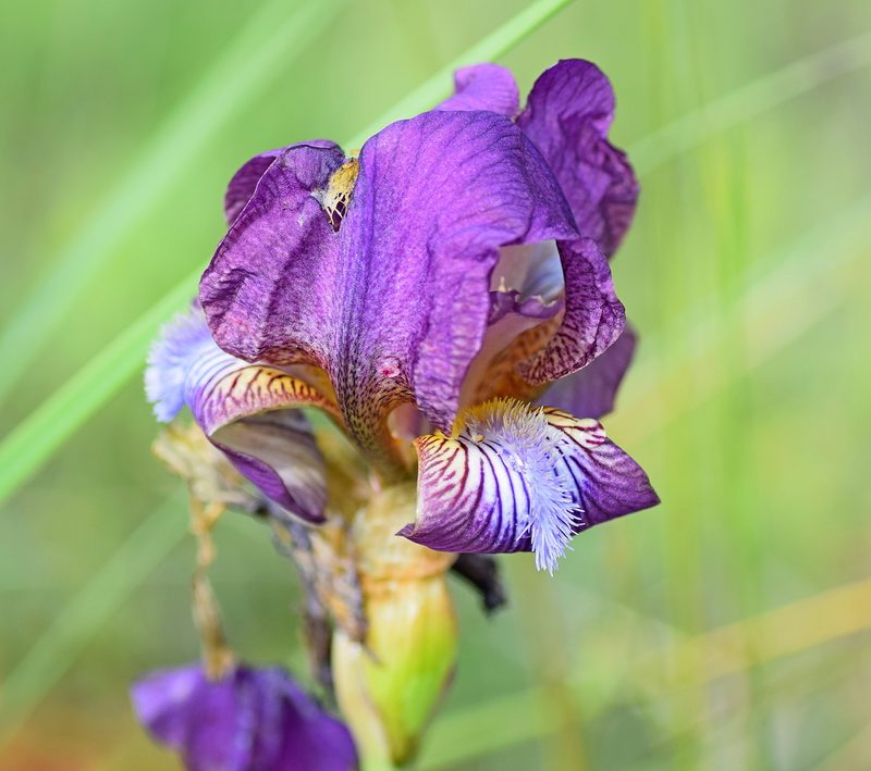 Iris reichenbachii, photographed by Kostas Zontanos