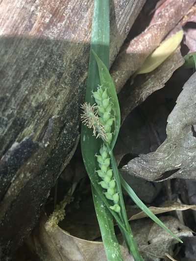 Carex kraliana, photographed by John Kees