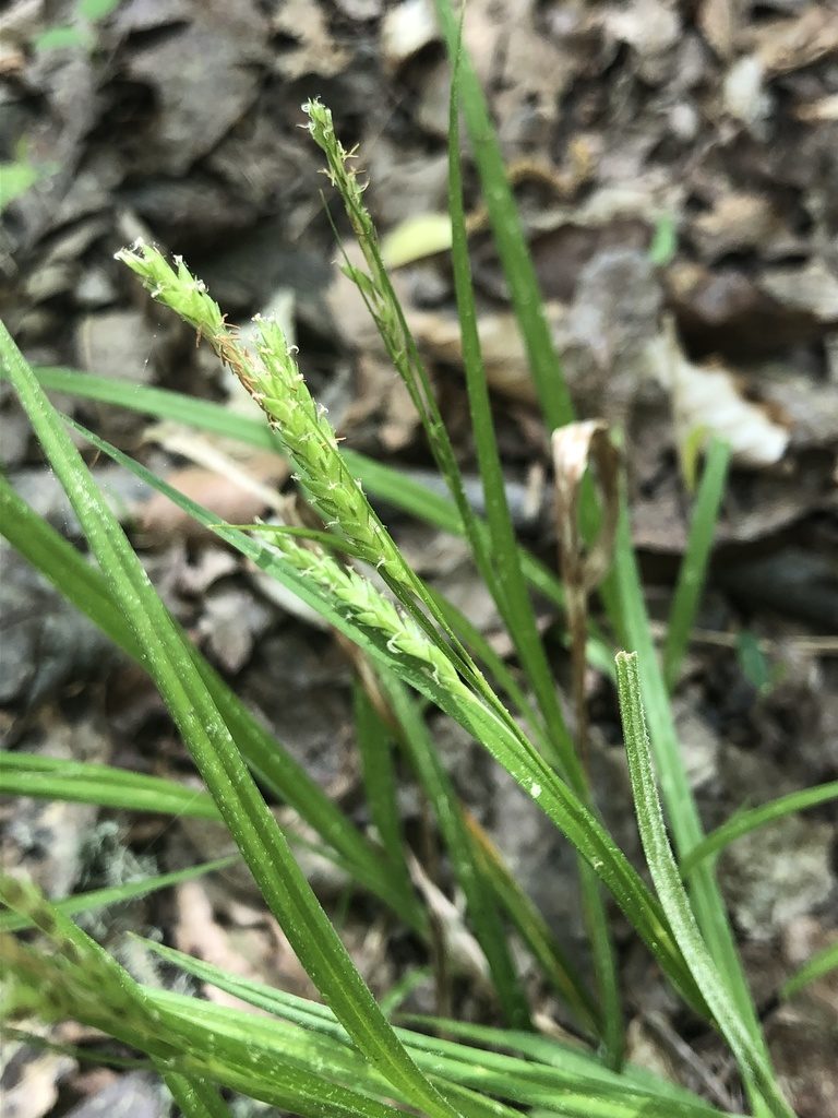 Carex oxylepis, photographed by John Kees