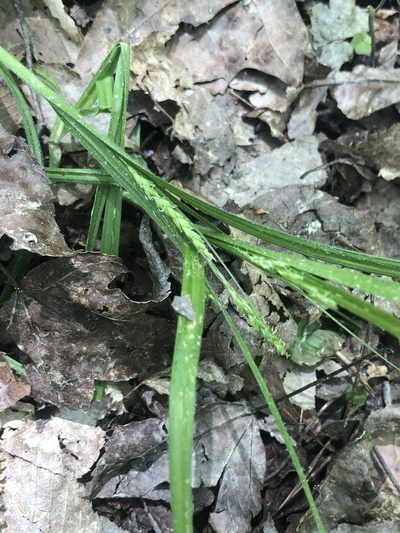 Carex oxylepis, photographed by John Kees