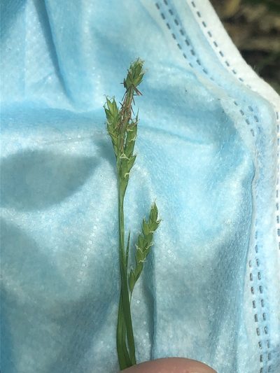 Carex oxylepis, photographed by John Kees