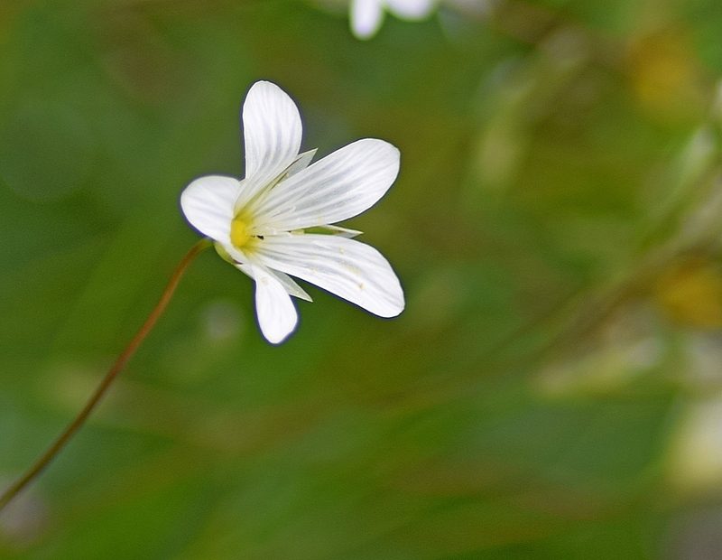 Moenchia mantica, photographed by Kostas Zontanos
