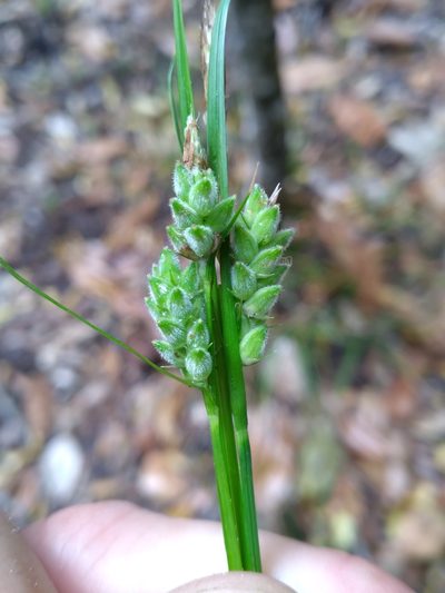 Carex dasycarpa, photographed by Scott Ward