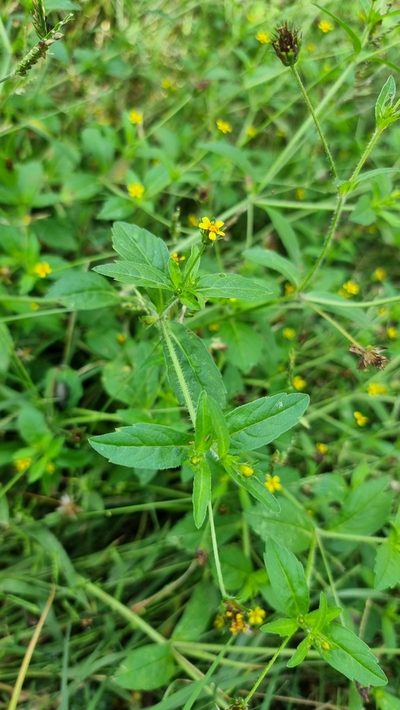 Heterosperma ovatifolium, photographed by Sol Quipildor