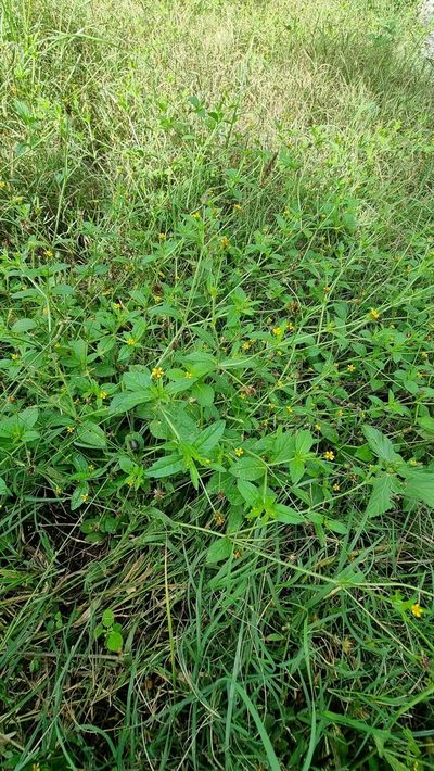Heterosperma ovatifolium, photographed by Sol Quipildor