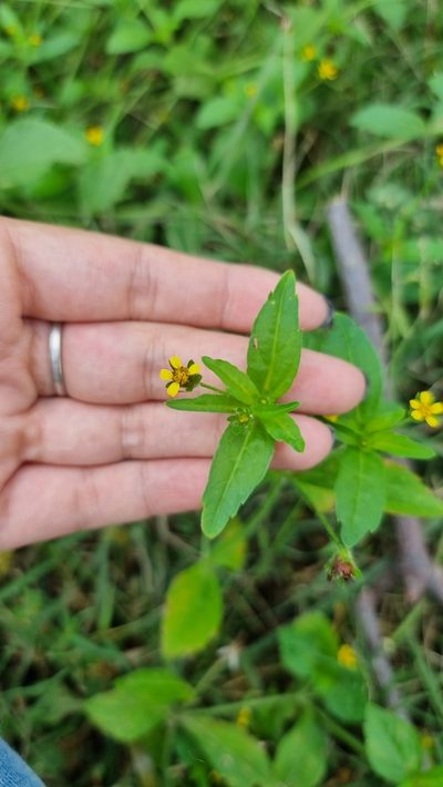 Heterosperma ovatifolium, photographed by Sol Quipildor