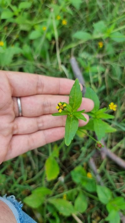 Heterosperma ovatifolium, photographed by Sol Quipildor