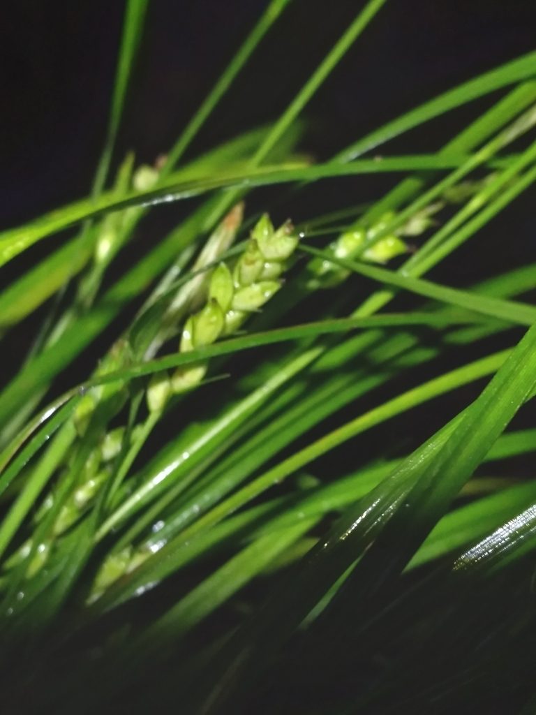 Carex godfreyi, photographed by Scott Ward