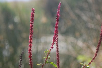 Phytolacca icosandra, photographed by Leslie Alanís