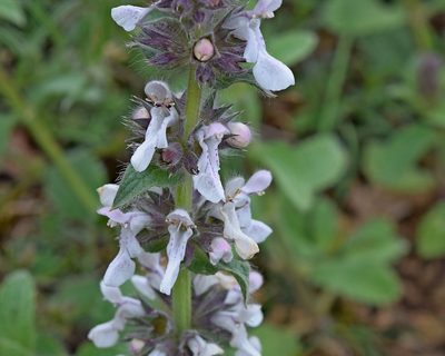 Stachys plumosa, photographed by Kostas Zontanos