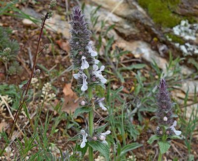 Stachys plumosa, photographed by Kostas Zontanos