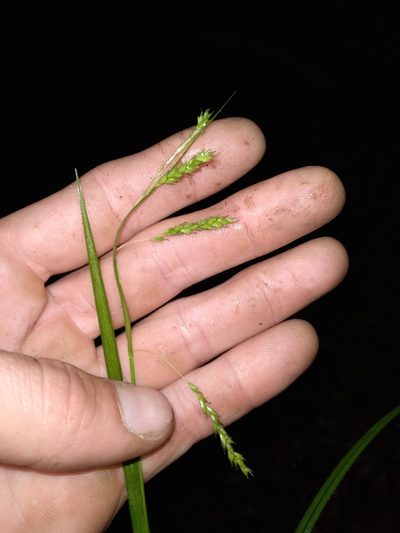 Carex oxylepis, photographed by Scott Ward