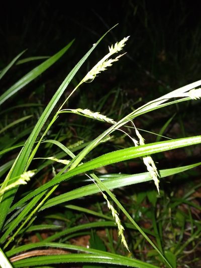 Carex oxylepis, photographed by Scott Ward