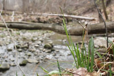 Carex woodii, photographed by Quinten Wiegersma