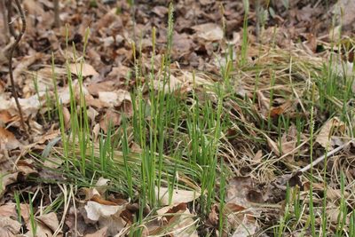 Carex woodii, photographed by Quinten Wiegersma