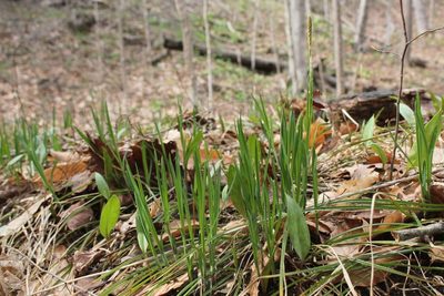 Carex woodii, photographed by Quinten Wiegersma