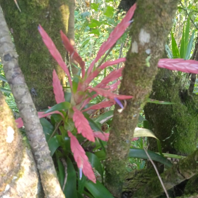 Tillandsia deppeana, photographed by José Manuel Macotela Cruz