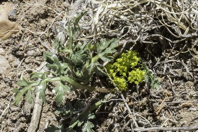 Cymopterus glomeratus, photographed by Craig Martin