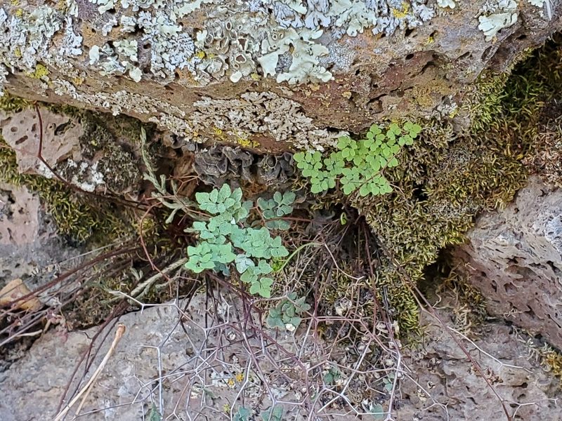 Argyrochosma fendleri, photographed by Craig Martin