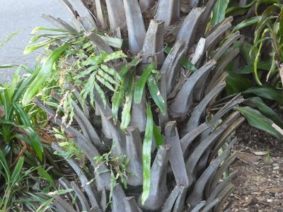 Pyrrosia longifolia, photographed by Steve Fitzgerald