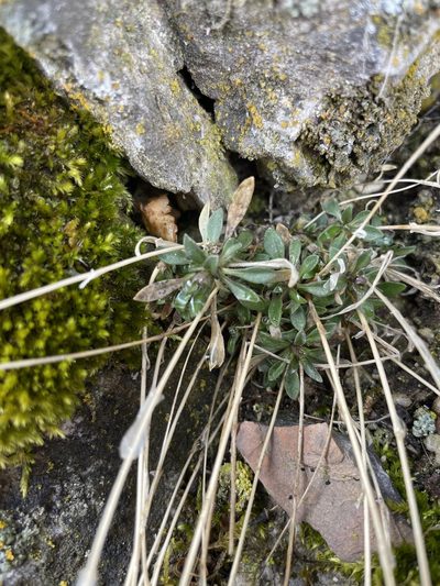 Boechera microphylla, photographed by crothfels