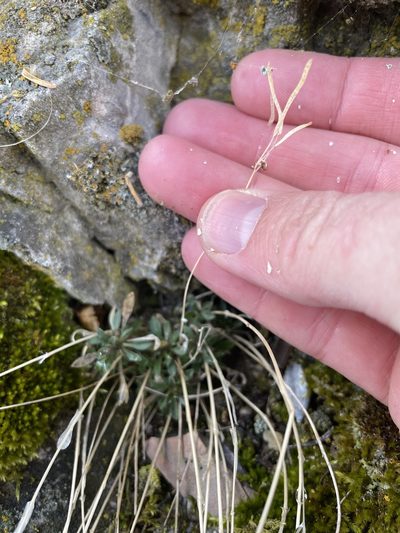 Boechera microphylla, photographed by crothfels