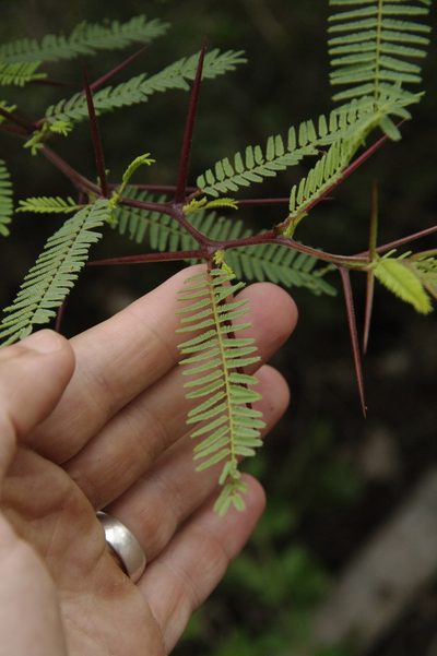 Vachellia rorudiana, photographed by Eric Knight