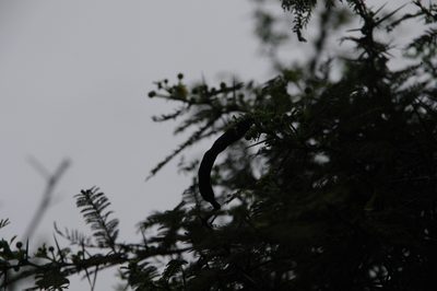 Vachellia rorudiana, photographed by Eric Knight