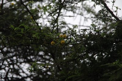 Vachellia rorudiana, photographed by Eric Knight