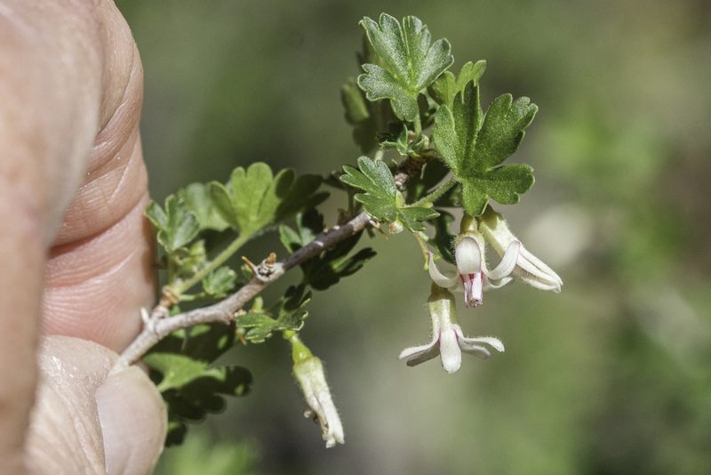 Ribes leptanthum, photographed by Craig Martin