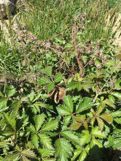 Rubus echinatus, photographed by Jon Sullivan