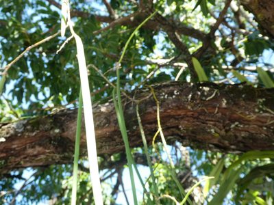 Dendrobium teretifolium, photographed by Steve Fitzgerald