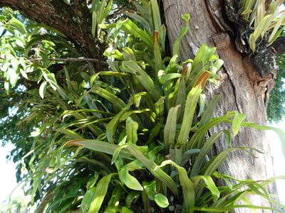 Pyrrosia longifolia, photographed by Steve Fitzgerald