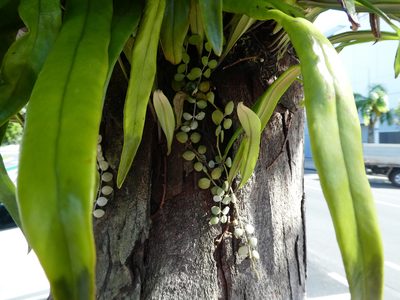 Dischidia nummularia, photographed by Steve Fitzgerald