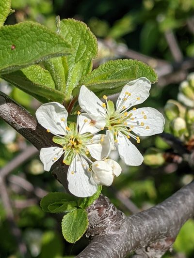 Prunus subcordata, photographed by Ken-ichi Ueda