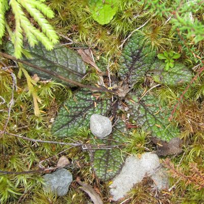 Brachyglottis lagopus, photographed by wild_wind
