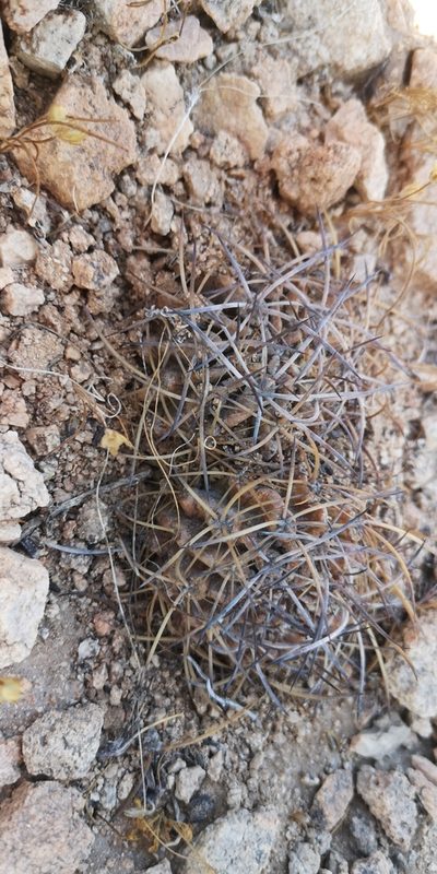 Eriosyce crispa, photographed by Darío De la Fuente