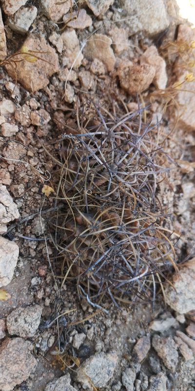Eriosyce crispa, photographed by Darío De la Fuente