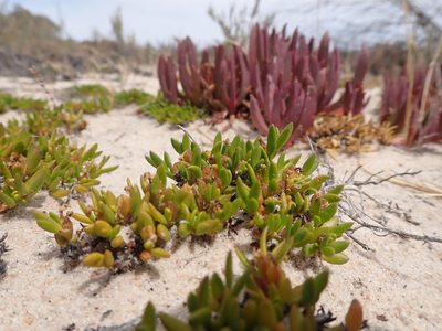 Wilsonia backhousei, photographed by Nina Kerr