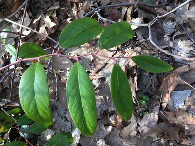 Leucothoe axillaris, photographed by Daniel Atha
