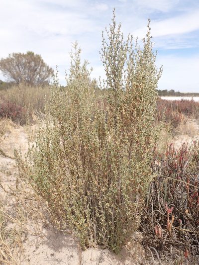 Lawrencia squamata, photographed by Nina Kerr