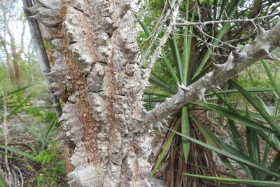 Ceiba schottii, photographed by Sebastián de Jesús Herrera Buenfil