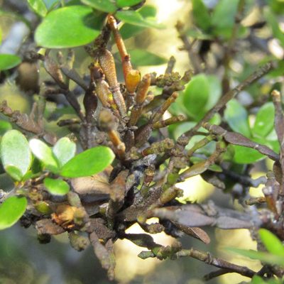 Dendrophthora clavata, photographed by wild_wind