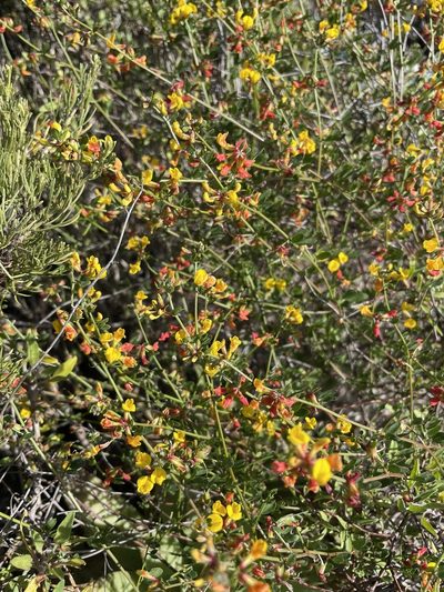 Acmispon watsonii, photographed by Sula Vanderplank
