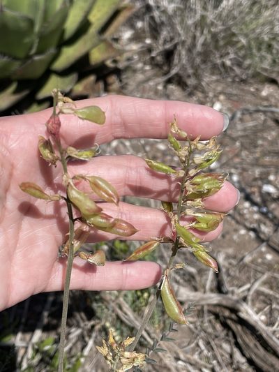Astragalus fastidius, photographed by Sula Vanderplank
