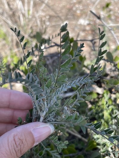 Astragalus fastidius, photographed by Sula Vanderplank