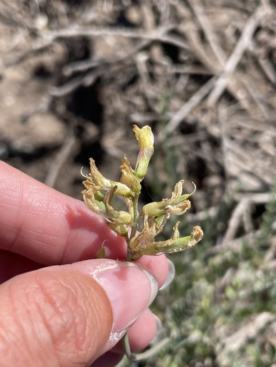 Astragalus fastidius, photographed by Sula Vanderplank