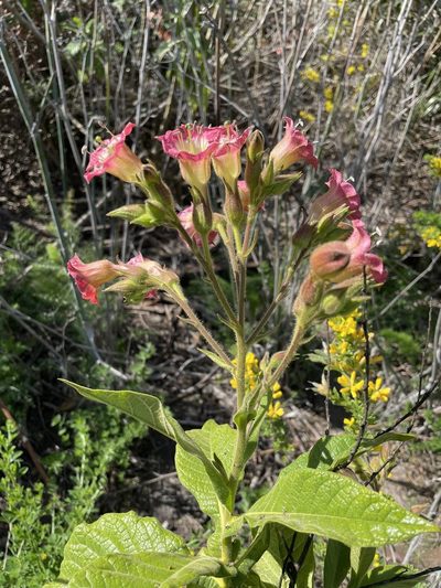 Nicotiana tomentosa, photographed by crothfels